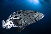Potato grouper, Australia.