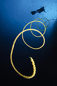 A diver swims above a whip coral, Indonesia.