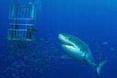 Male great white shark and divers, Guadalupe Island, Mexico.