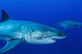Pair of male great white sharks, Guadalupe Island, Mexico.