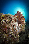 Octopus posing on reef, La Paz, Mexico.