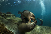 Pair of playful sea lions, Los Islotes, La Paz, Mexico.