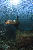 Sea lion chasing a school of bait fish, Los Islotes, La Paz, Mexico.