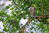Little Owl (Athene noctua) on a branch in spring, Alsace, France