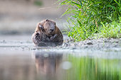 European beaver (Castor fiber) grooming, Alsace, France