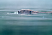 European Beaver (Castor fiber) swimming on the water surface, Alsace, France