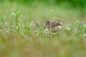 Green Sandpiper (Tringa ochropus) at the water's edge, Alsace, France