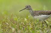 Green Sandpiper (Tringa ochropus) at the water's edge, Alsace, France