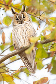 Long-eared owl (Asio otus) on a branch, Alsace, France