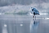 Grey heron (Ardea cinerea) in water in spring, Alsace, France