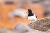 Oystercatcher (Haematopus ostralegus) on rocks, Southern Region, Iceland