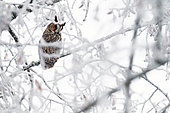 Hibou moyen-duc (Asio otus) sur une branche en hiver, Alsace, France