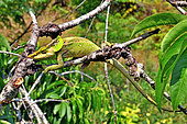 Malthe's green-eared Chamaeleon (Calumma malthe) on a branch, North and East Madagasacr