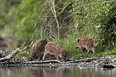 Eurasian boar (Sus scrofa) youngs at the edge of a pond. The Dombes, France.