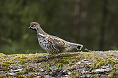 Hazel Grouse (Tetrastes bonasia rhenana) in autumn. Vaud Alps, Switzerland.