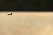 Coot (Fulica atra) on the water. The Dombes, France.