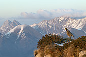 Rock Partridge (Alectoris graeca) Swiss Alps, canton of Fribourg.