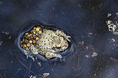Midwife Toad (Alytes obstetricans) male in the water carrying his eggs on his hind legs, eggs close to hatching, Lerouville, Lorraine, France