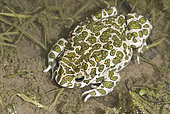 Green toad (Bufo viridis), Dorviller, Lorraine, France