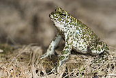 Green toad (Bufo viridis), Dorviller, Lorraine, France