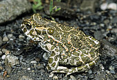 Green toad (Bufo viridis) in a slag heap, Lorraine, France