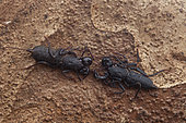 Whipscorpion, (Thelyphonidae sp) facing, Sulawesi