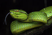 Bornean Keeled Green Pit Viper (Tropidolaemus subannulatus) female, Sulawesi