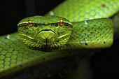 Bornean Keeled Green Pit Viper (Tropidolaemus subannulatus) female, Sulawesi