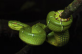 Bornean Keeled Green Pit Viper (Tropidolaemus subannulatus) female, Sulawesi
