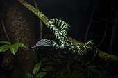 Broad Banded Pit Viper (Tropidolaemus laticinctus), female on a branch, Sulawesi