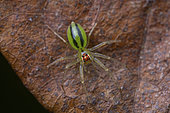 Jumping Spider (Lyssomanes sp) on a leaf, Union island, Saint Vincent and the Grenadines