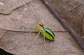 Jumping Spider (Lyssomanes sp) on a leaf, Union island, Saint Vincent and the Grenadines