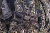 Caribbean Diamond Tarantula (Tapinauchenius rasti) on wood, Union island, Saint Vincent and the Grenadines