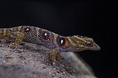 Grenadines Clawed Gecko (Gonatodes daudini) on rock, Union island, Saint Vincent and the Grenadines