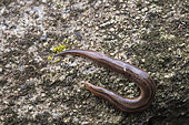 Land flatworm (Rhynchodeminae sp), Union island, Saint Vincent and the Grenadines