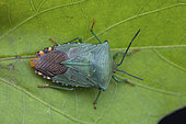 Bug (Piezosternum subulatum) on a leaf, Kingstown, Saint-Vincent, Saint Vincent and the Grenadines