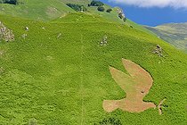 Plant motif: dove of peace with its olive branch on the slope of Poey (652m), Accous, Aspe Valley, Pyrénées Atlantiques, France