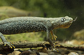 Crested Newt (Triturus cristatus) adult female eating its prey: an European Frog tadpole in a pond, Ecrouves Plateau, Lorraine, France