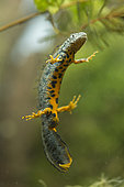 Crested newt (Triturus cristatus) male in a pond, Ecrouves plateau, Lorraine, France