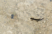 Crested newt (Triturus cristatus) nuptial male in a garden, Bouxieres aux dames, Lorraine, France