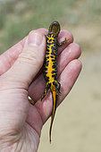 Crested newt (Triturus cristatus) held in hand, orange and black belly, Bouxières-aux-dames, Plateau d'Ecrouves, Lorraine, France