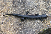 Crested newt (Triturus cristatus) adult on land during migration, Lorraine, France