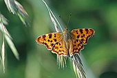Comma Butterfly (Polygonia c-album) 1st generation on grass, top view, open wings, Landes, France.