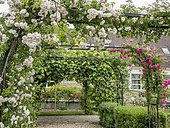 Rosa 'Félicitie et Perpétue', Rosa 'Grimpant Manou Meilland', Ecole du Breuil, Paris, France