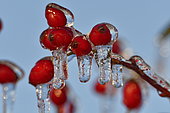 Rosehip caught in ice, Ecot, Doubs, France