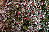 Rosehip caught in ice, Ecot, Doubs, France