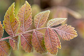 Sicilian sumac (Rhus coriaria) leaf in autumn, Bouches-du-Rhone, France