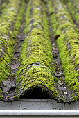 Moss growing on fibre cement roof, Gers, France