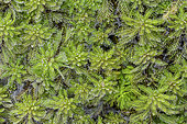 Parrot feather watermilfoil (Myriophyllum aquaticum) in a garden pond in winter, Gers, France