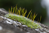 Wall screw-moss (Tortula muralis) growing on stone staircase railing, Vaucluse, France